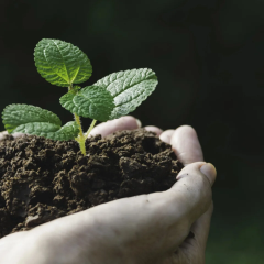 Low-cost method for measuring bioavailable phosphorus