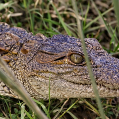 Ancestors of crocodiles were warm-blooded