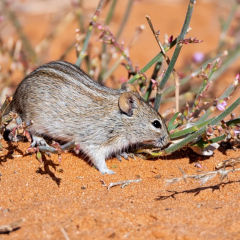 Protein that extends the life of mice
