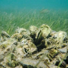 Оновлення морських рифів у 10 країнах