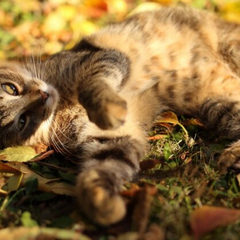 Погода в Украине испортится: синоптики прогнозируют дожди и похолодание