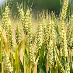 Засуха разрушает урожай пшеницы в Китае