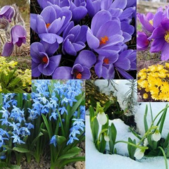 Весняні первоцвіти