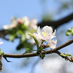 Поврежденные культуры после апрельских заморозков