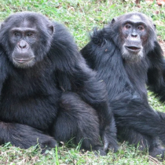 Chimpanzees in Uganda broke ancient rules