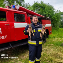 Two deer in the hands of rescuers
