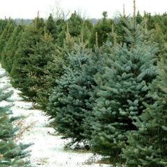 Штрафы за незаконную рубку елки