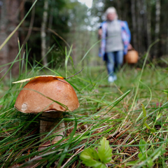 Человек собирает грибы в лесу