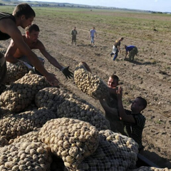 Беларусь - дефицит картофеля из-за Лукашенко