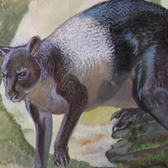 Giant kangaroo in New Guinea