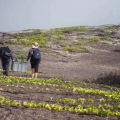 The rarest flower of Galapagos - Galvezia leucantha