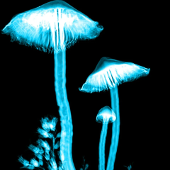 Psilocybin protects cancer patients