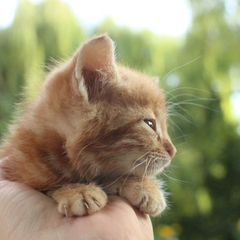 Прогноз погоди на Київщині без дощів