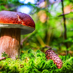 The most useful mushrooms in the Ukrainian forest