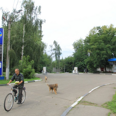 АЗС повысила доступность одного вида бензина