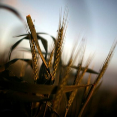 Украдена пшениця: РФ інтегрує українські території