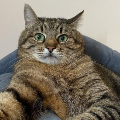 Харьковский кот Степан собрал 10 тыс. долларов