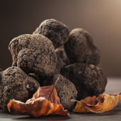 The most expensive mushrooms in Ukraine: appearance and gathering places