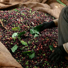 Урожай кофе вьетнамского происхождения