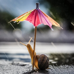 Дожди с грозами и заморозки