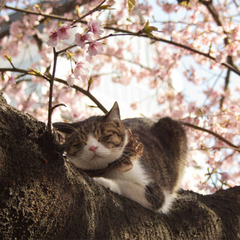 Травневі дощі з грозами над Україною