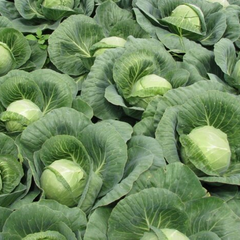 Цены на картошку и морковь