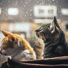 Ноябрь над полем в дожде