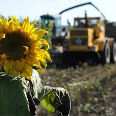 Дефіцит соняшникової олії на ринку