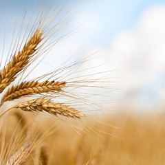 Прогноз урожаю зернових від Мінагрополітики