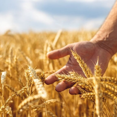 Зерновий сектор в Україні скорочується