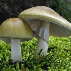 Семья, умершая от бледной поганки