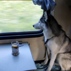 Перевезення тварин у поїздах: нові правила