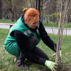 Заборонені дерева для посадки в Україні