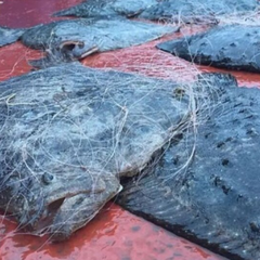 Російські браконьєри в Азовському морі