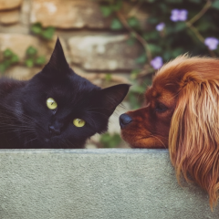 Сніг та зміна температури в Україні