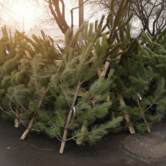 New Year Fir Tree Sales Have Started