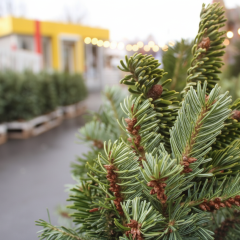 Christmas tree markets and prices