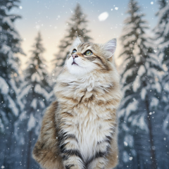 Weather in Ukraine on December 16