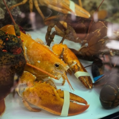 Lobster theft for Costco