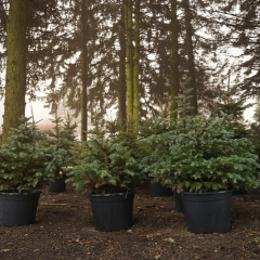 New Year Tree Campaign 2023