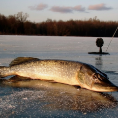 Ban on pike fishing in Kyiv