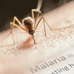 Two women with tropical malaria in Lviv region