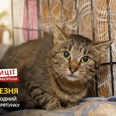 Котята, підлітки та історія