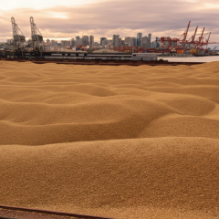 Belarus exports Ukrainian grain