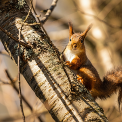 March weather forecast: real spring