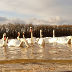 Weather forecast +17° on March 9