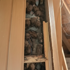 Over 900 Endangered Bats Rescued from Kharkiv Apartment Balcony