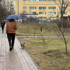 Rainy Monday in Kyiv: how weather will affect roads and municipal works