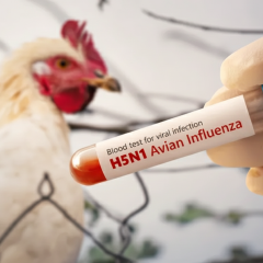 Первый случай птичьего гриппа H9N2 в Европе