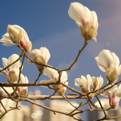 First magnolias blooming in Kyiv